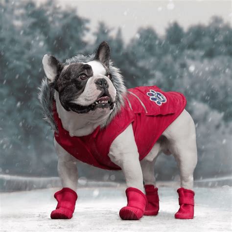 The Best Dog Winter Coat for Every Breed and Weather