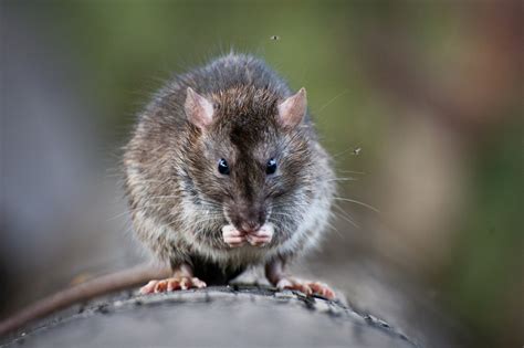 Common Rodents in Dallas to Protect Your Property From | Critter Control Dallas