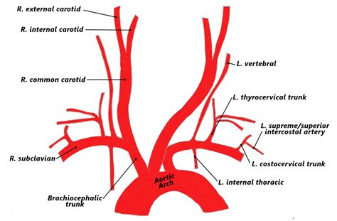 aortic arch branches | Arteries anatomy, Arteries, Subclavian artery