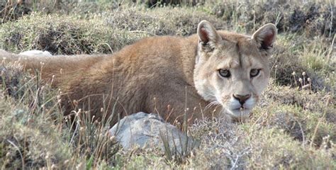 Patagonian Wildlife: Go Searching for These Animals in Patagonia