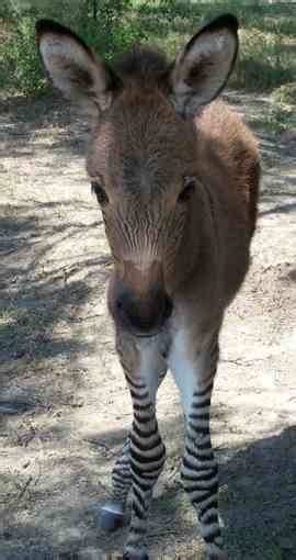 Donkeys - Donkey Facts | Young People's Trust For the Environment