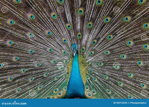 Peacocks spread wings stock image. Image of animal, peacock - 96315435