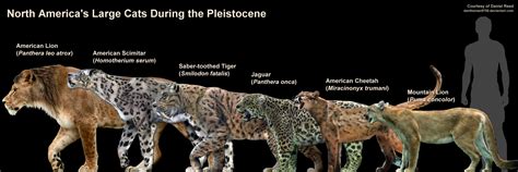 American Lion Vs Smilodon