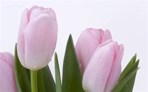 Pink Tulips wallpaper | 1680x1050 | #42511