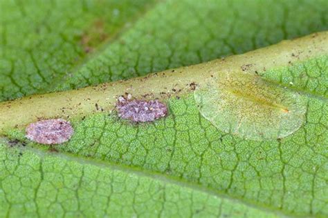 How to Identify and Control Scale Insects | Gardener’s Path