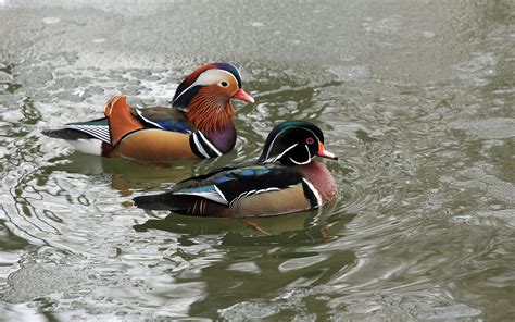 mandarin, Duck, Bird Wallpapers HD / Desktop and Mobile Backgrounds