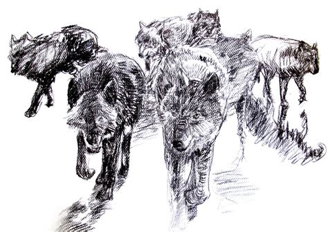 Wolf Pack Sketch at PaintingValley.com | Explore collection of Wolf Pack Sketch