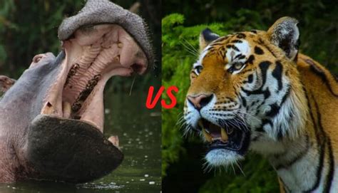 Tiger vs Hippo - Who Would Win? - Wild Explained