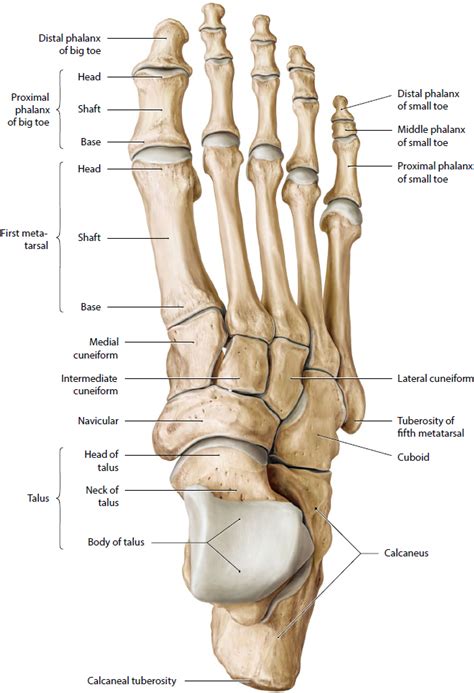 Foot Bones Joints Anatomy Foot Anatomy Anatomy Bones | Images and Photos finder