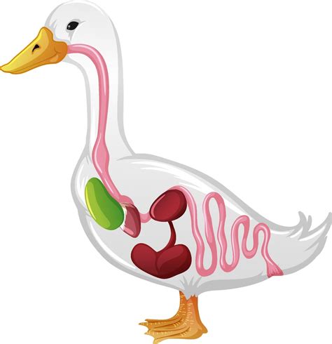 Internal Anatomy of a Duck isolated on white background 2131278 Vector Art at Vecteezy