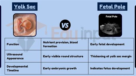 Difference Between Yolk Sac and Fetal Pole