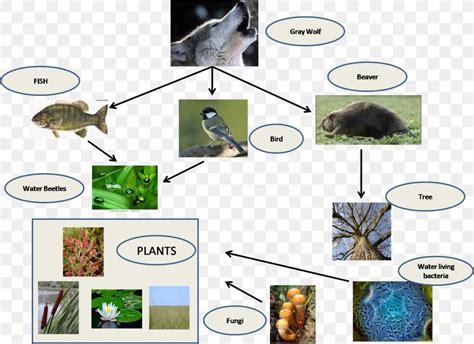 Everglades Food Chain Food Web Swamp, PNG, 1431x1041px, Everglades, Chain, Diagram, Ecological ...