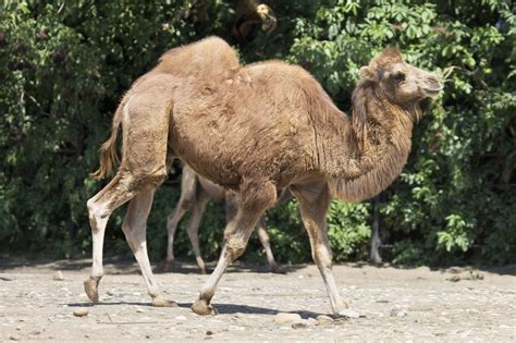 These Animals Found in the Gobi Desert are Really Intriguing - Animal Sake