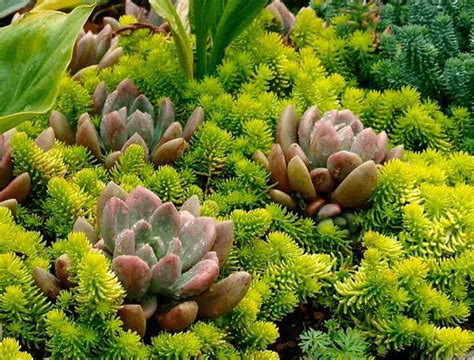 40 Drought Tolerant Plant Ideas for your Homestead's Landscape - Plant Creeping Sedum ...