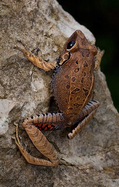 Science and Mystery: 6 rediscovered rare frogs