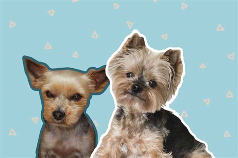 3 Best Yorkie Haircuts For Active Pups | The Dog Tale