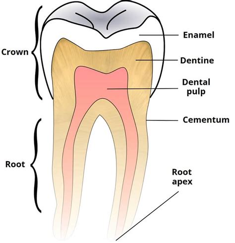 Mouth Labeled Tooth Charts