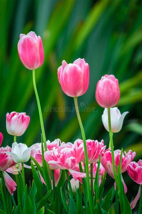 Pink and Purple Tulips in the Garden Stock Image - Image of macro, bloom: 92917723