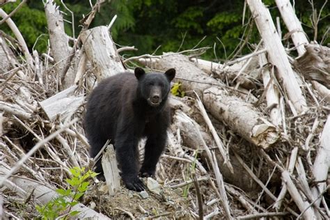 Explainer: What Is Biodiversity Loss? | Earth.Org