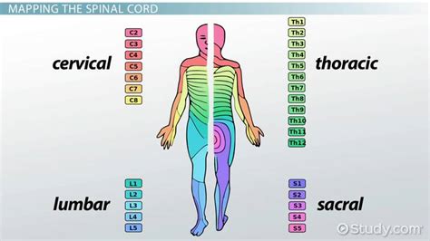 Dermatomes Chart