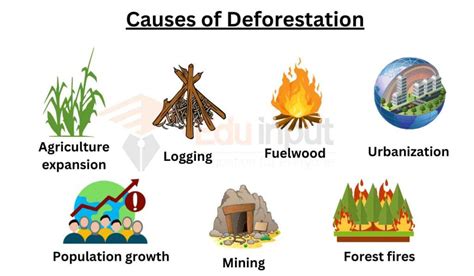 What is Deforestation?-Definition, and Causes of Deforestation