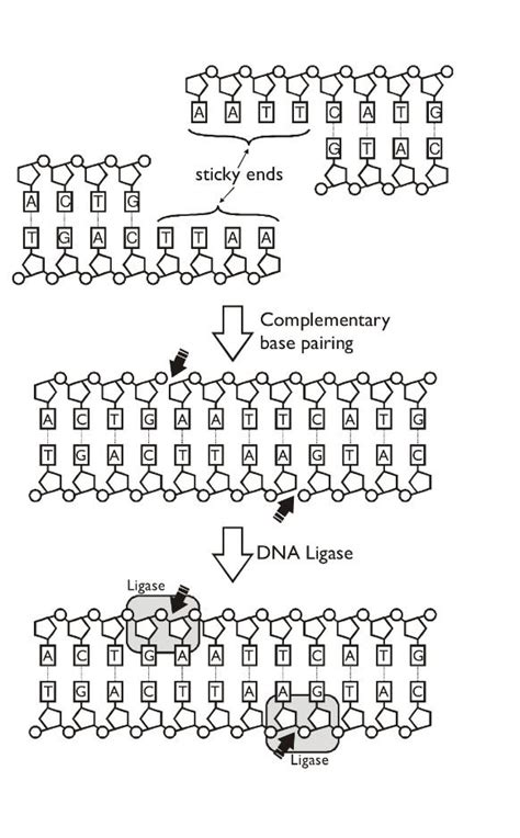 DNA ligase. | Dna ligase, Science classroom, Biochemistry