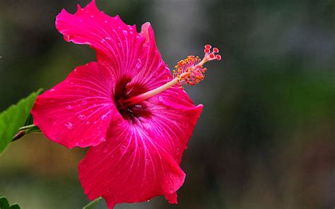 🔥 [70+] Hibiscus Flower Wallpapers | WallpaperSafari