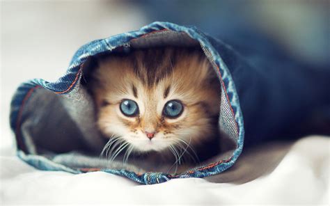 Cute Animal Wallpapers for Desktop (54+ images)