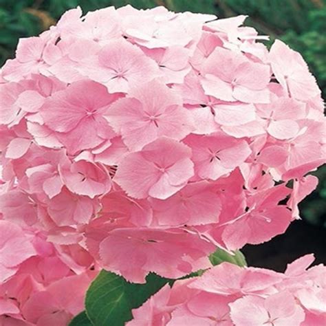 Hydrangea Bouquet