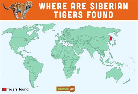 Siberian Tiger Facts, Cubs, Habitat, Diet, Adaptations, Pictures