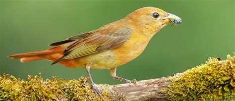 Female Summer Tanager : Summer Tanager Piranga Rubra Female Adult Fori261713, May 15, 2019 · the ...