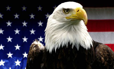 File:American Bald Eagle.jpg - Wikimedia Commons