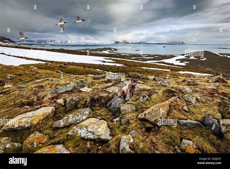 Arctic fox habitat Stock Photo - Alamy