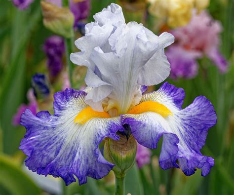 Best bearded iris varieties: 12 stunning types to try | Homes & Gardens