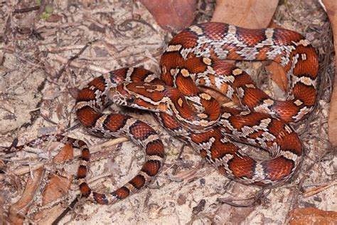 Red Cornsnake – Florida Snake ID Guide