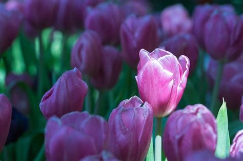 Premium Photo | Purple tulips in the garden