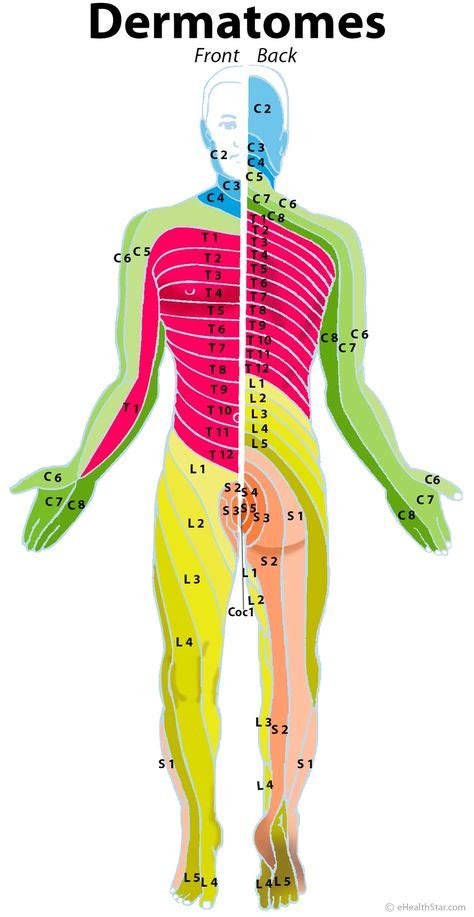 Pin de Inola Testa en Anatomy | Acupuntura, Hernia y Anatomía