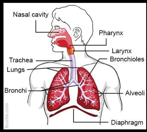 Labeling Upper Respiratory System