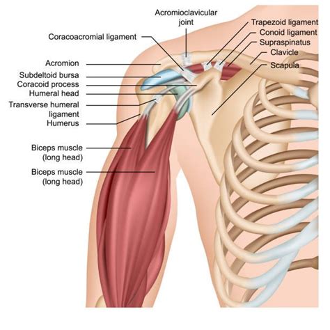 Dealing With Acromion Pain With The Best Exercises For Relief | Physiotherapists in Toronto ...