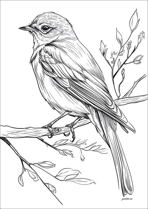 Realistic drawing of a bird on a branch - Birds Adult Coloring Pages