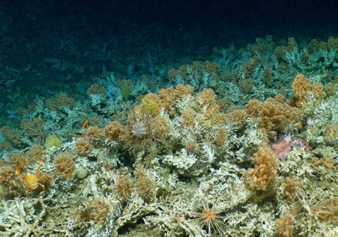 Significant deep-sea coral reefs uncovered in Galápagos expedition