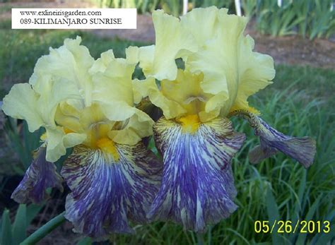 Kilimanjaro Sunrise | Exline Iris Garden