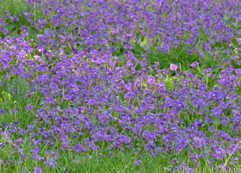 Wild Ground Cover With Purple Flowers : Free Images Nature Grass Natural Colorful Pink Flora ...