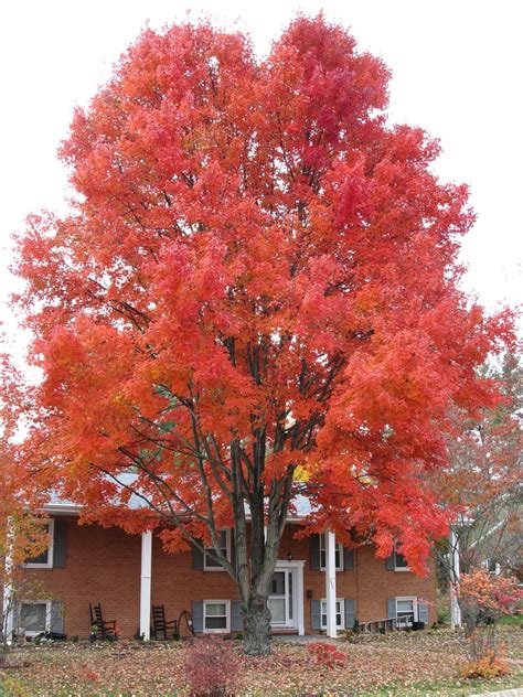 Timing Fall Leaf Color Of Red Maple Cultivars | What Grows There :: Hugh Conlon ...