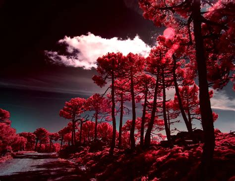 How To Shoot Infrared Photography