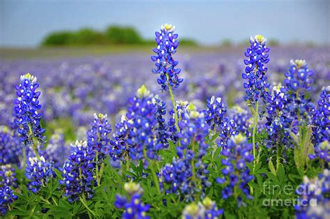 Texas Blue - Texas Bluebonnet Wildflowers Landscape Flowers Photograph by Jon Holiday