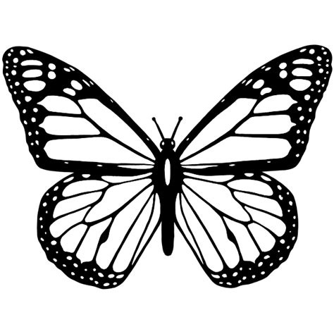 Vector clip art of black and white butterfly with wide spread wings | Free SVG