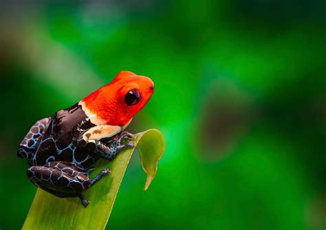 13 Interesting Poison Dart Frogs Facts - Rainforest Cruises