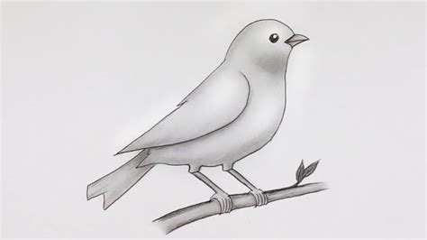 Simple Bird Drawing | Easy Pencil Sketch and Shading #drawing