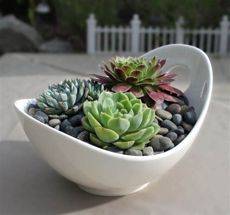 Succulent Arrangement in Contemporary White Porcelain Bowl